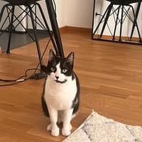 Ruhige Amelia (ALM) in Mannheim, Katze zur Adoption