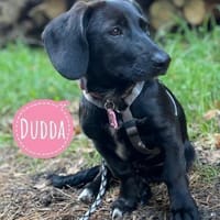 Dudda eine kleine Familienhündin, Hündin zur Adoption
