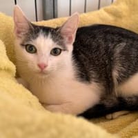 Ines..., Katze zur Adoption