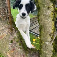 Elpis, Hund zur Adoption