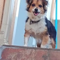Martin, möchte neu anfangen, Hund zur Adoption