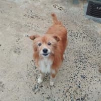 Monchiño will wieder glücklich werden, Hund zur Adoption