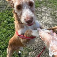 Biscuit, fröhlicher Familienhund, Hund zur Adoption