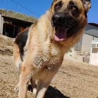 Vicenta, ruhig, liebevoll, sozial, Hündin zur Adoption