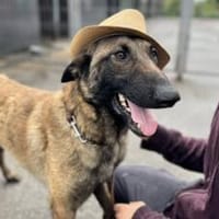 Charmeur und Kuschelkandidat Franjo, Hund zur Adoption