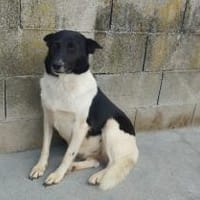 Dulce- so lieb, sucht ihre Familie, Hündin zur Adoption