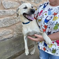 Keka, fröhliche Familienhündin sucht, Hündin zur Adoption