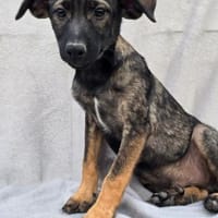 Apollo - Fröhlicher Hundebub!, Hund zur Adoption