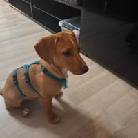 Möchten Sie Lia ein Zuhause geben?, Hündin zur Adoption