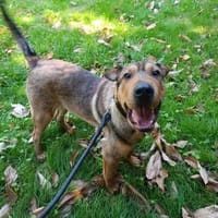 Urki noch so jung, will durchstarten, Hund zur Adoption