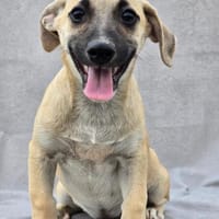 Armani - kleiner Charmeur!, Hund zur Adoption