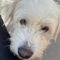 BOOMER freundlicher Wuschel, Hund zur Adoption