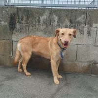 Kompletter Neuanfang gesucht mit Herz, Hündin zur Adoption