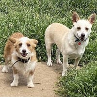 Hier kommen Elvis & Milva, Hund zur Adoption