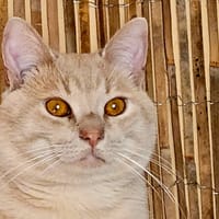NOUGAT, chat à adopter