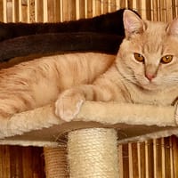 NOUGAT, chat à adopter