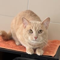 Newton CAB4568, chat à adopter
