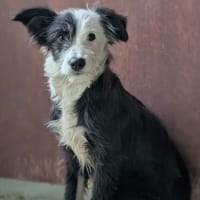 FRISKY, chienne à adopter