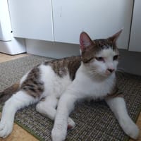 POOKIE, chat à adopter