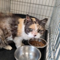 CHATELAINE QCT, chatte à adopter
