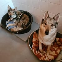 LARKHOS, chien à adopter