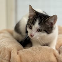Onyx CAB4707, chat à adopter
