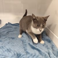 VIRUS, chat à adopter