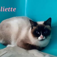 JULIETTE, chatte à adopter