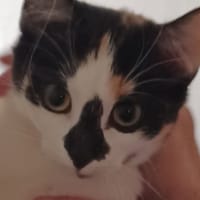 MYRTILLE, chatte à adopter