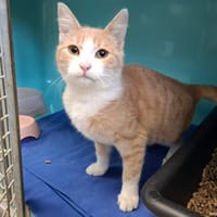 PLUTON, chat à adopter