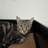 ninou, chatte à adopter