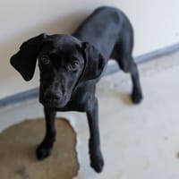 PAPOUILLE, chienne à adopter