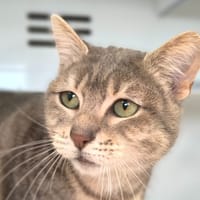 IRIS, chatte à adopter