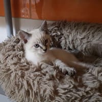 jagger, chat à adopter