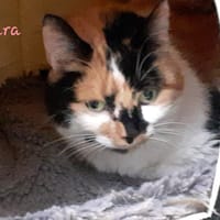Kiara, chatte à adopter