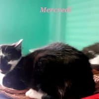 MERCREDI, chatte à adopter