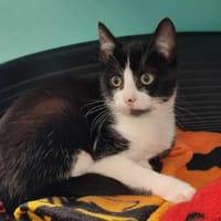 CHATOYANT QCT, chat à adopter