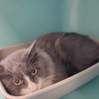 CHATIMENT QCT, chat à adopter