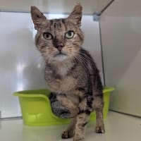 Odin, chat à adopter