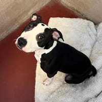 XENA PAA23079, chienne à adopter