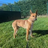 ARISTOT, chien à adopter