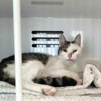 VADOR, chat à adopter