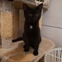 ALVIN, chat à adopter
