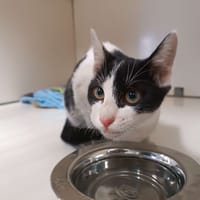 leviator, chat à adopter