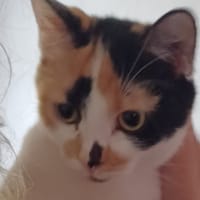 OLIVE, chatte à adopter