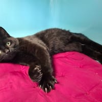 APOLLO, chat à adopter