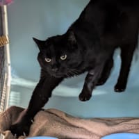 ALIAS, chat à adopter