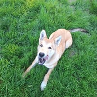KITSUNE, chienne à adopter
