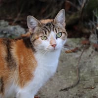 Hermine, chatte à adopter