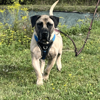 OSCAR VAA, chien à adopter